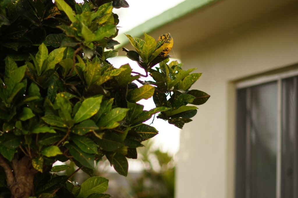 外人住宅の活用事例